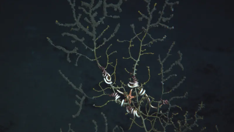 A brittled star clings to damaged deep-sea corals in the Gulf of Mexico