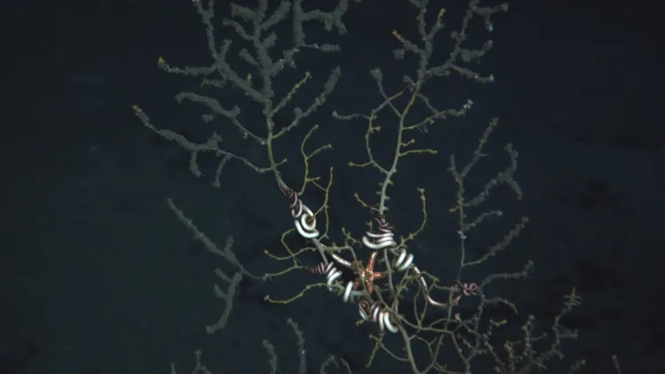 Corals Get Covered: The Gulf oil spill was different from many big oil spills in history because oil spewed from a well in the deep sea instead of leaking onto the ocean's surface. GoMRI scientists have found that oil remains in the deep to this day—and 