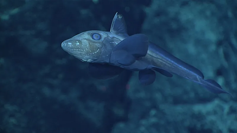Ghost shark swimming Ghost shark swimming
