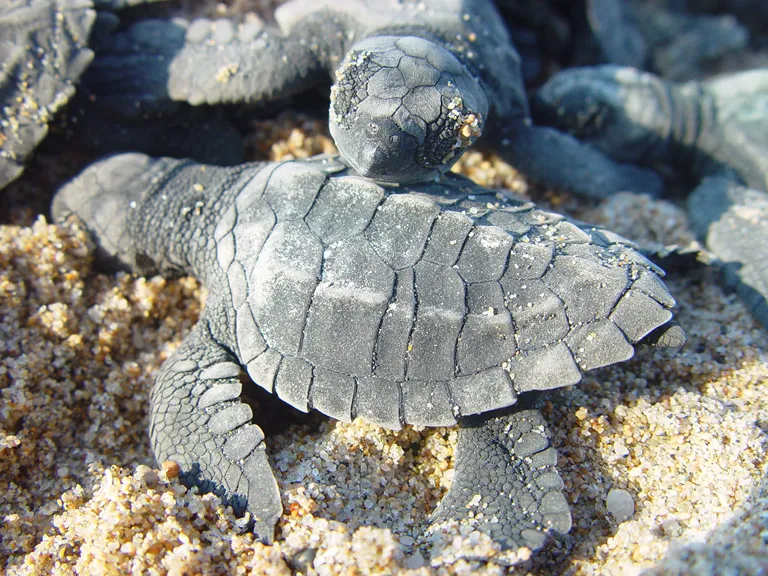 Two baby olive ridley sea turtles.