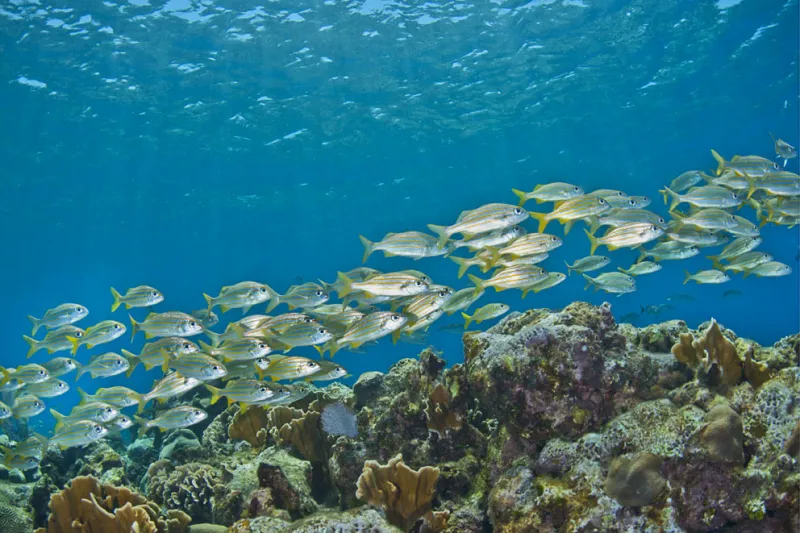 Fish swimming in waters of Bay Islands, Honduras