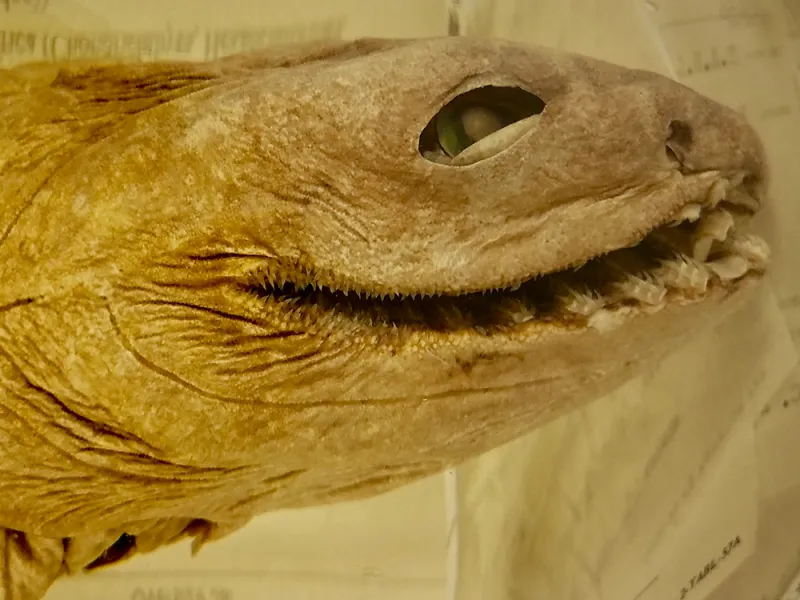 A southern African frilled shark