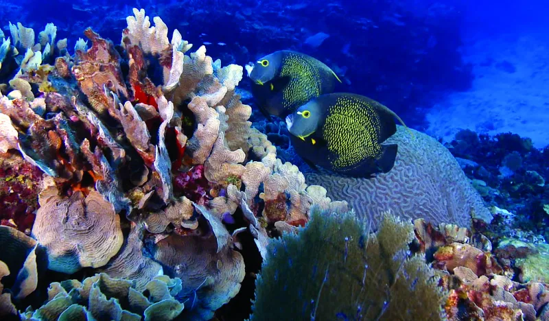 Underwater image of two fish swimming near branching and boulder corals