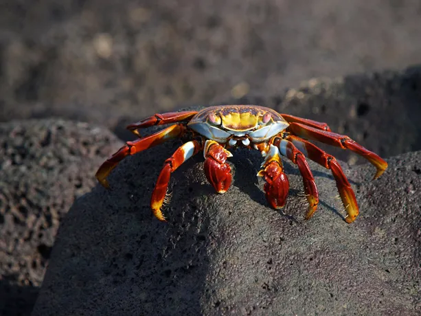 The Galapagos Islands site in Ecuador was inscribed on the World Heritage List in 1978. Located in the equatorial Pacific Ocean nearly 1000 km from South America, the Galapagos Islands and the surrounding marine reserve are a unique "living museum and show