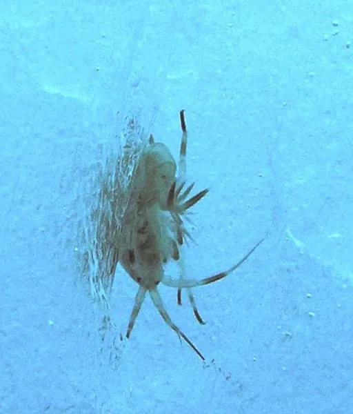 Amphipod Under Arctic Sea Ice An amphipod within Arctic sea ice.