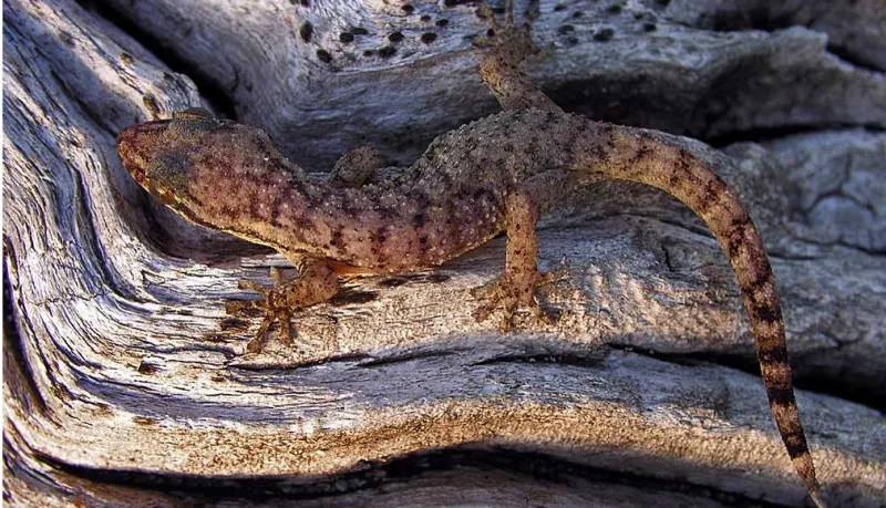 A light brown gecko with medium brown markings, standing on a dead and weathered tree trunk.