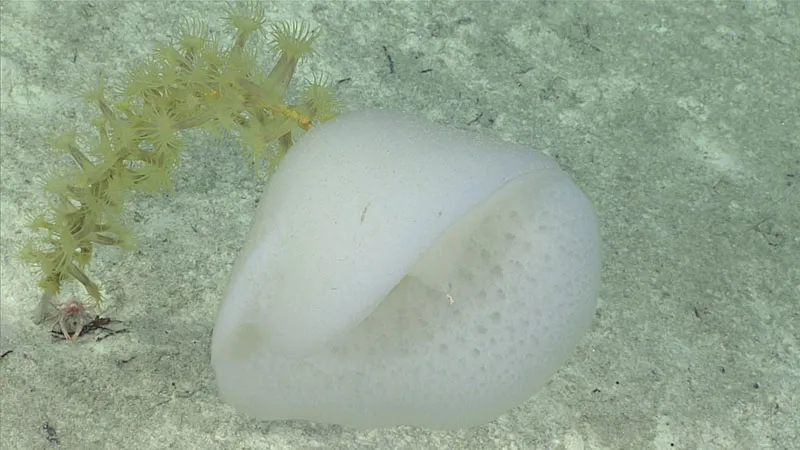 a gelatinous orb on the seafloor