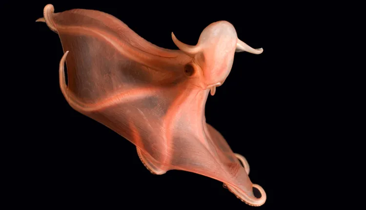 The suckers of this red octopod flash on and off.