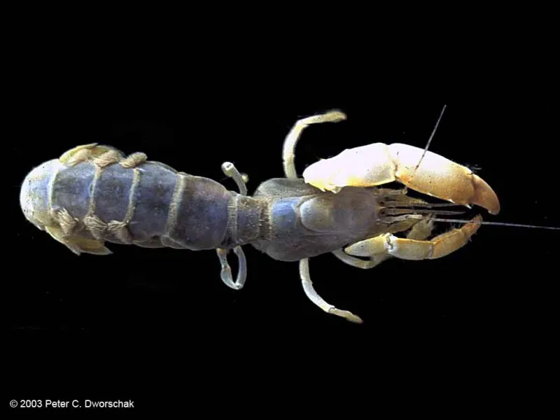 Thalassinidean shrimp (Thalassinidea) build complex burrows deep in the mud.