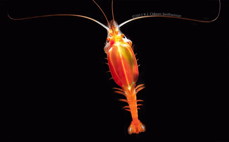 Intense Fasting These shrimp-like crustaceans called Gnathophausia are incredibly hardy and only need to eat every few months.
