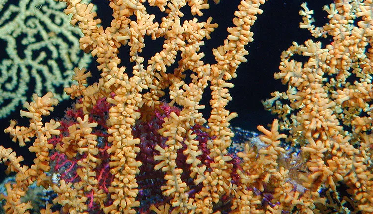 This photograph of Gerardia sp. was taken at the Cross Seamount in the Pacific Ocean at a depth of 400 m (1,312 feet).