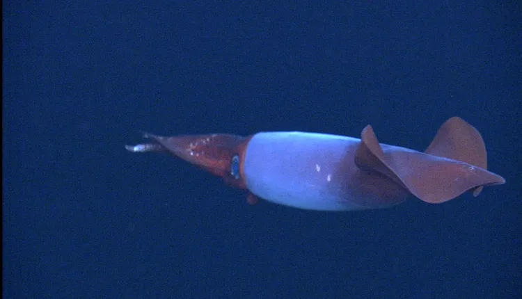 Close-up of Boreo-Atlantic Armhook Squid, Gonatus fabricii.