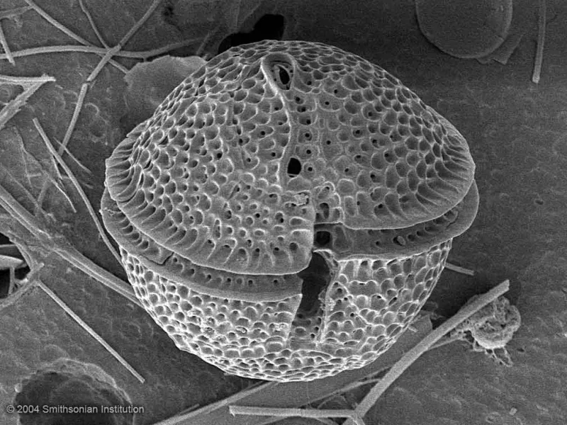 Dinoflagellates are major producers of oxygen in the ocean (and freshwater). But some species can grow out of control, causing a red tide.
