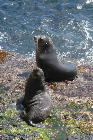 The Gough and Inaccessible Islands site in the United Kingdom was inscribed on the World Heritage List in 1995. The site, located in the south Atlantic, is one of the least-disrupted island and marine ecosystems in the cool temperate zone. The spectacular 