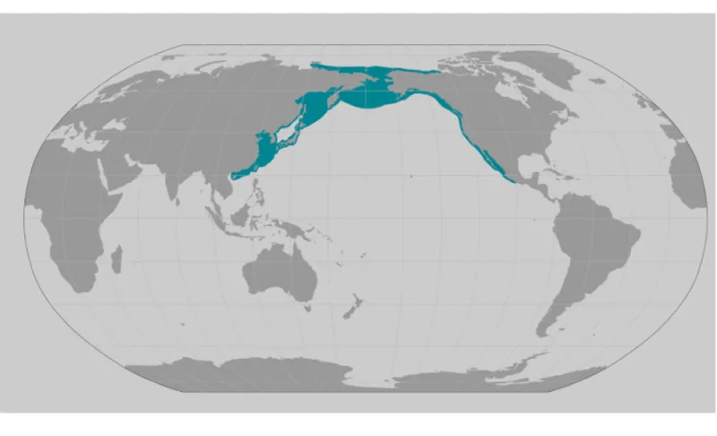 A map that shows the current gray whale range with blue shading.