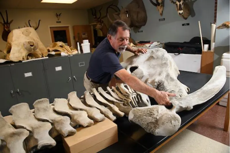 A man reaches for a piece of a gray whale specimen on a table.