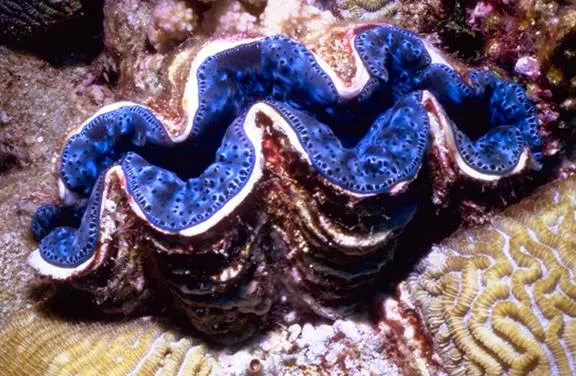A small giant clam -- yes, that's it's real name -- in Australia's Great Barrier Reef.