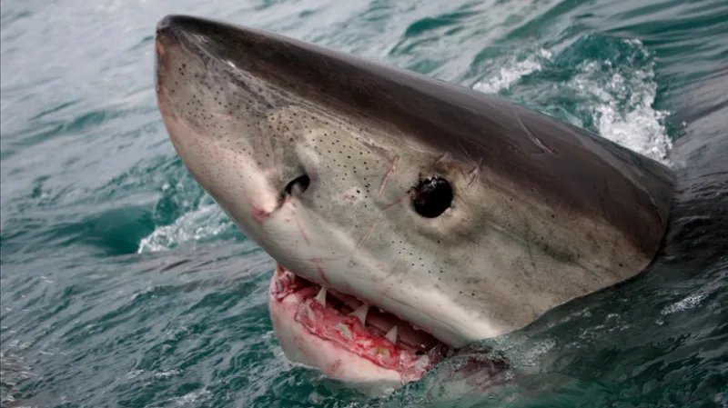 Great White Shark at sea surface – marvels of evolution.