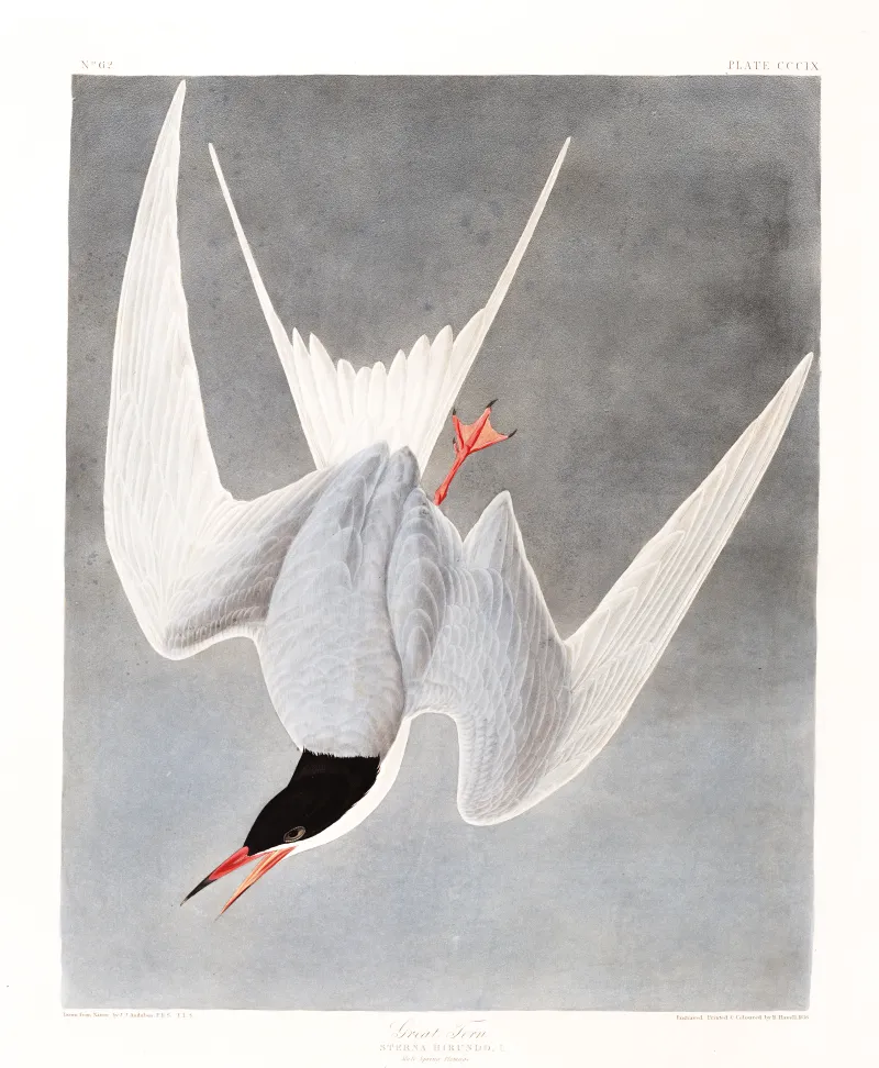 Illustration of the common tern