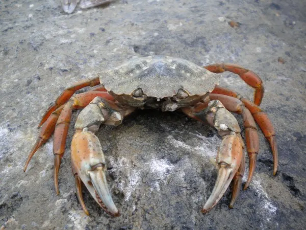A photo of a solitary European green crab on a sandy substrate.