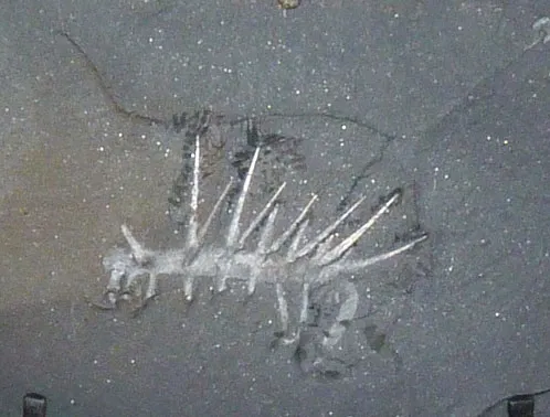 Fossilezed Hallucigenia sparso with large white spines.