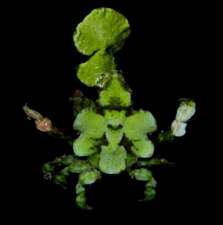 This halimeda crab’s disguise did not fool researchers in Moorea where it was collected.