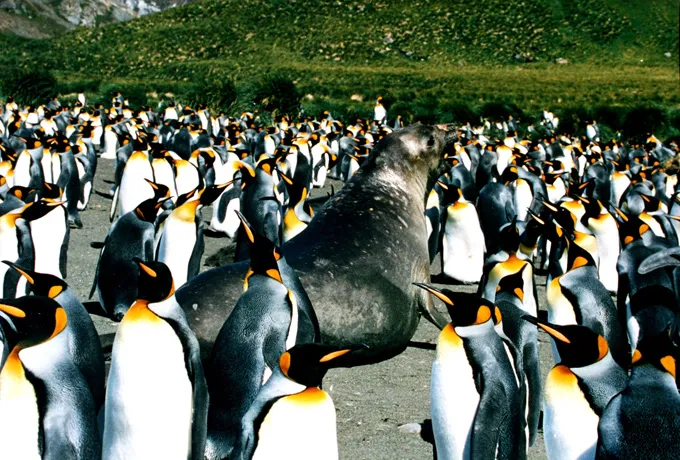 The Heard &amp; McDonald Islands site in Australia was inscribed on the World Heritage List in 1997. As the only volcanically active sub-Antarctic islands, Heard and McDonald provide the opportunity to observe ongoing geomorphic processes and glacial dynam