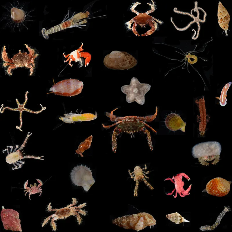 Organisms found in high pH ARMS
