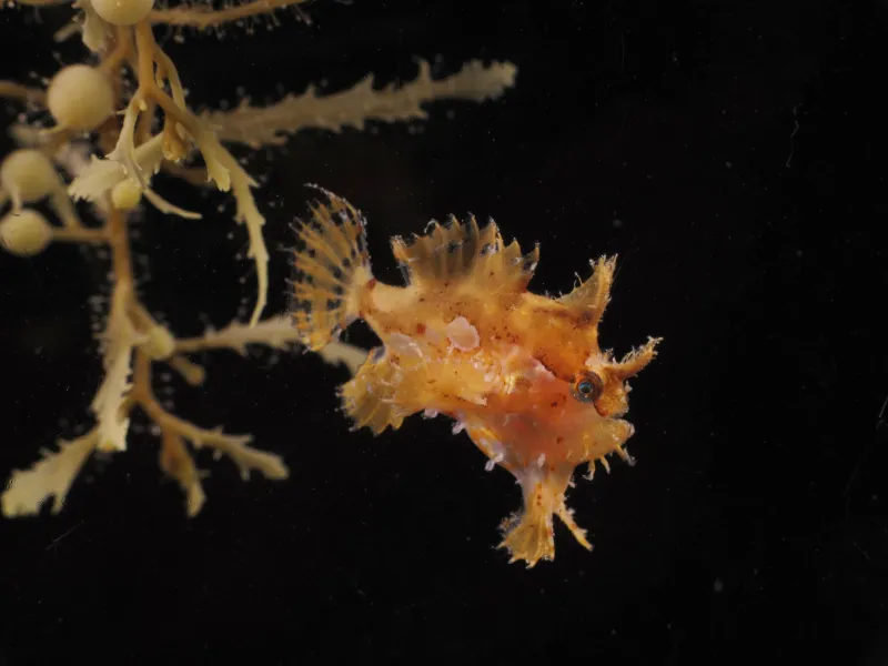The fins of the frogfish are perfect for creeping around in the algae and stalking unsuspecting prey.