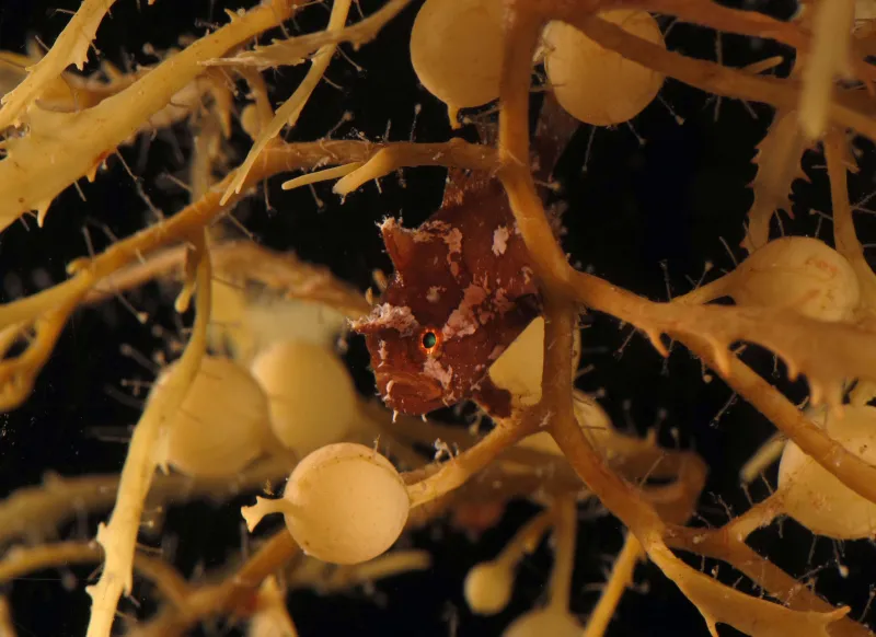 The Sargassum frogfish is a small but voracious predator - it can ingest animals up to it’s own size!