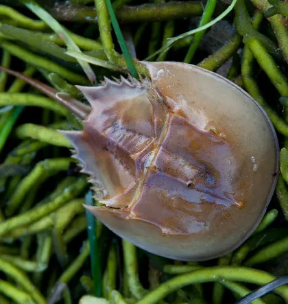 Horseshoe Crab in Stage Harbor, Massachusetts