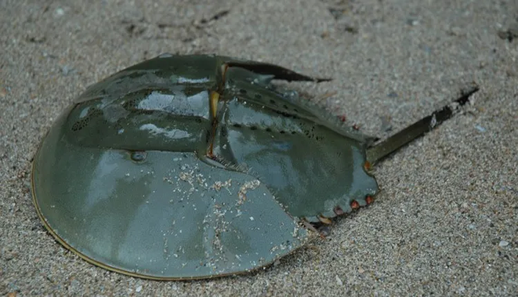 With seven pairs of legs, nine eyes, and shells the shape of flying saucers, horseshoe crabs look like aliens from the deep.