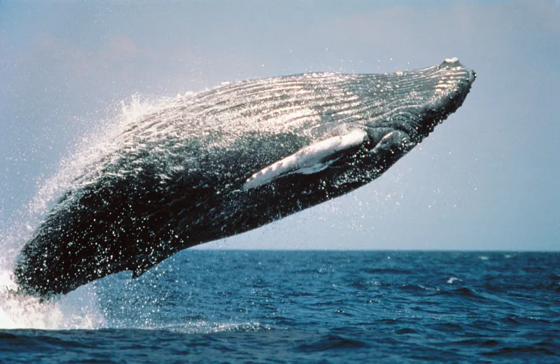 A humpback whale breaching. 