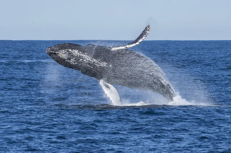 a humpback jumps in an arc over the water