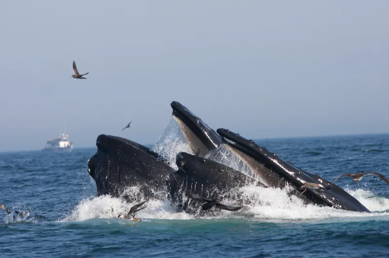 two humpback whales breach the surface with their mouths gaping and seabirds fly around