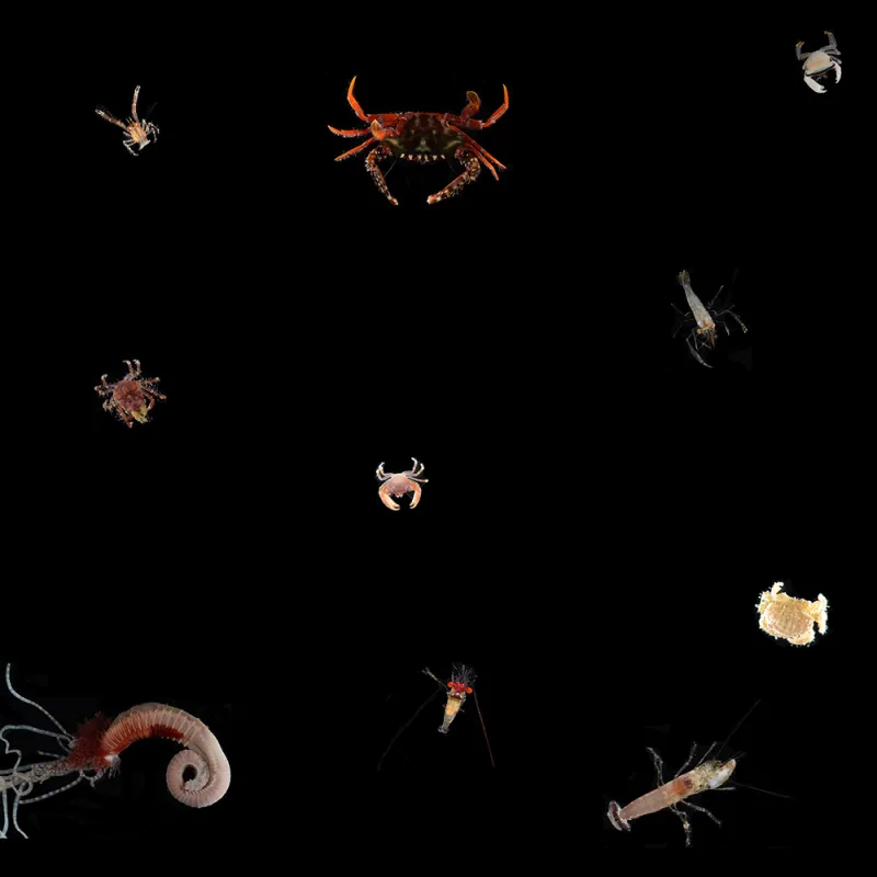 Organisms found in low pH ARMS