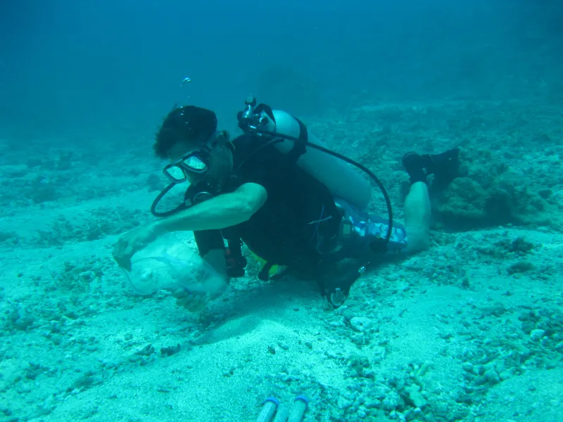 A diver collects water samples. 