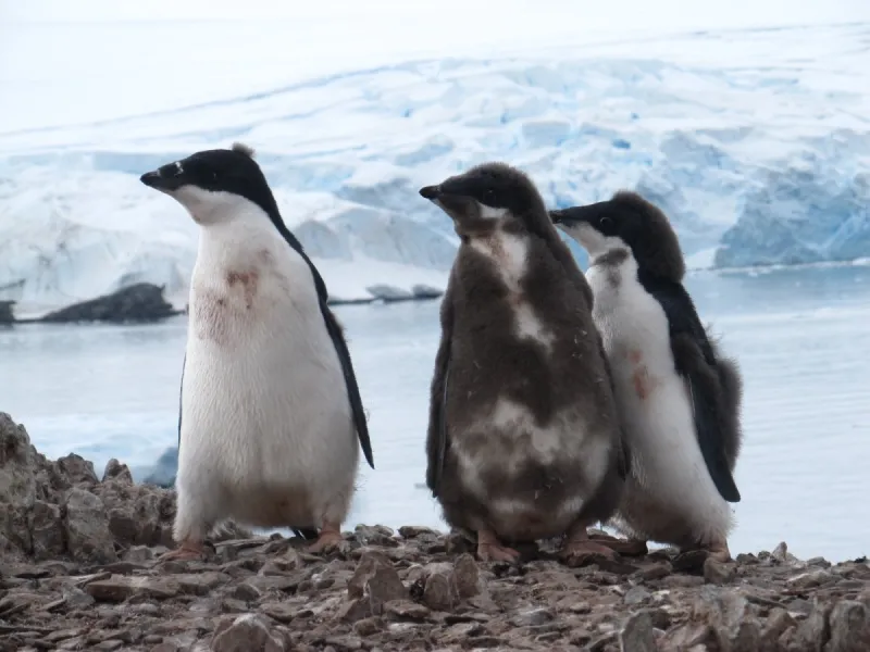 Juvenile Adélie Penguins Three juvenile Adélie penguins