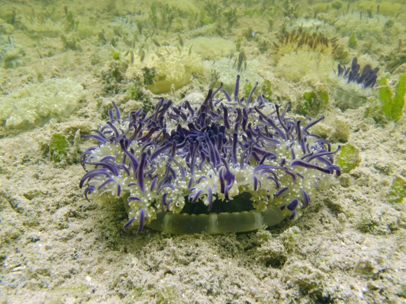 an upside down jellyfish