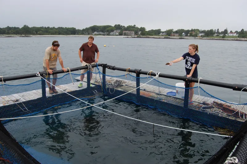 Trout cages in 30 feet of water. 