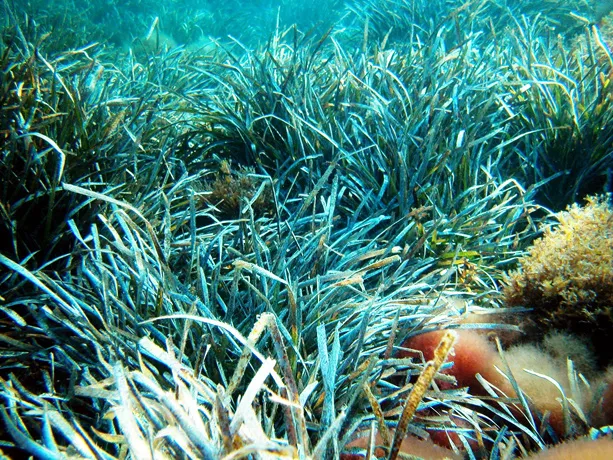 The Ibiza, Biodiversity and Culture site in Spain was inscribed on the World Heritage List in 1999. The site's dense prairies of Posidonia oceanica, an important (and highly productive) endemic sea grass, provide coastal protection from storms, food and ha