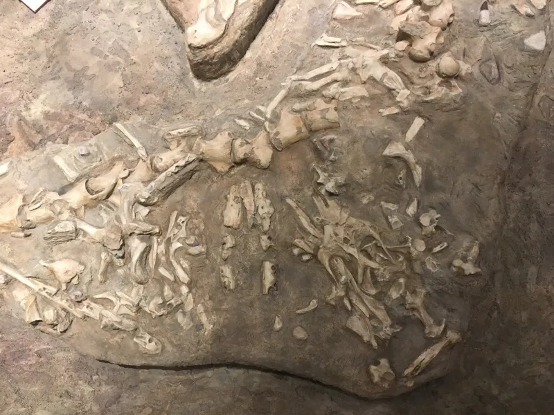 the stomach contents of a mosasaur