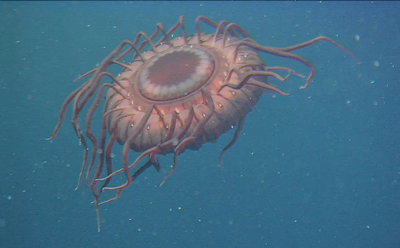 This deep-sea jellyfish was caught on film by an ROV east of Izu-Oshina Island, Japan.