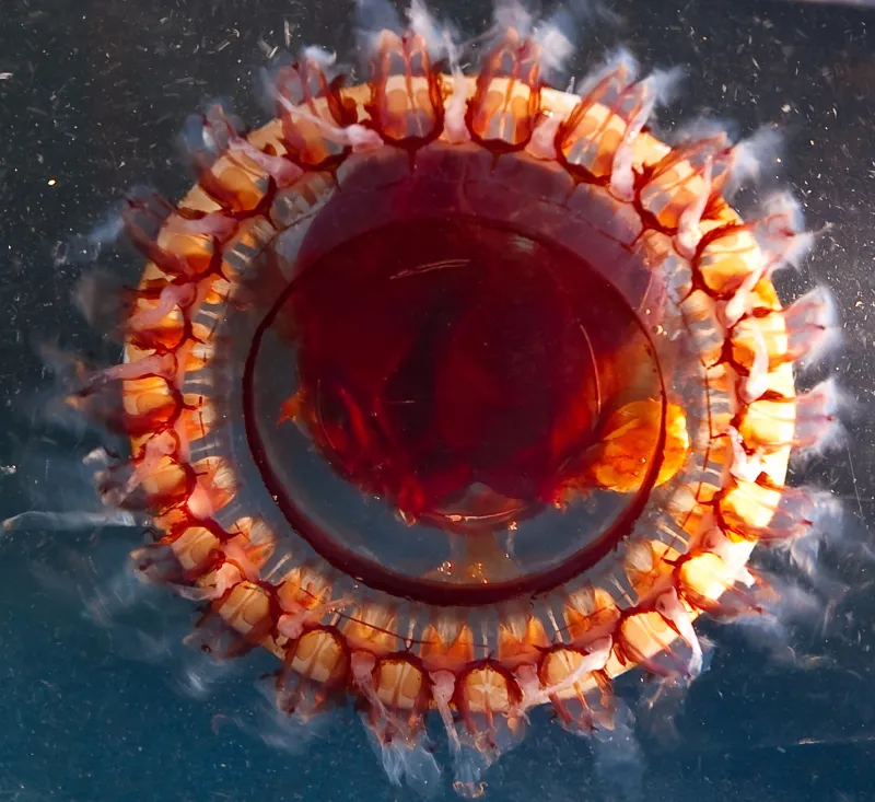 Sarah Gotheil, from IUCN Global Marine Programme, snapped this photo in the course of her research into fragile species and ecosystems.