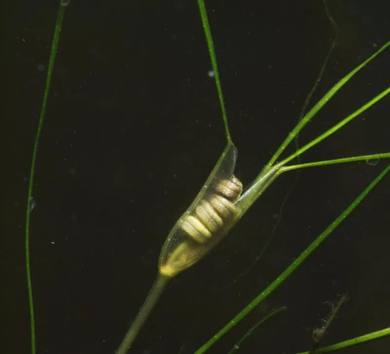Seagrasses, like this widgeongrass (Ruppia maritima), produce seeds underwater that can travel long distances.