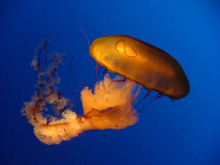 A jellyfish floating in the water. 