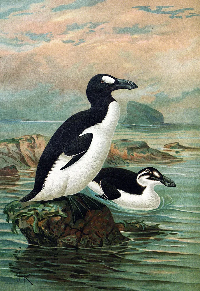 An illustration of two great auks.