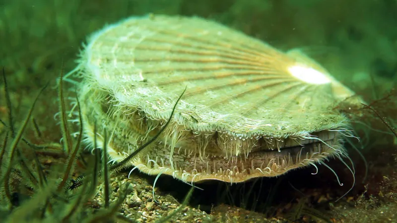 King scallop in Lamlash Bay reserve