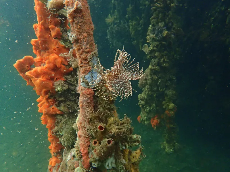 Mangrove roots are a complex habitat that function as a protective nursery for juvenile fish. 