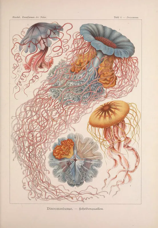 Jellyfish illustrations from Ernst Haeckel.